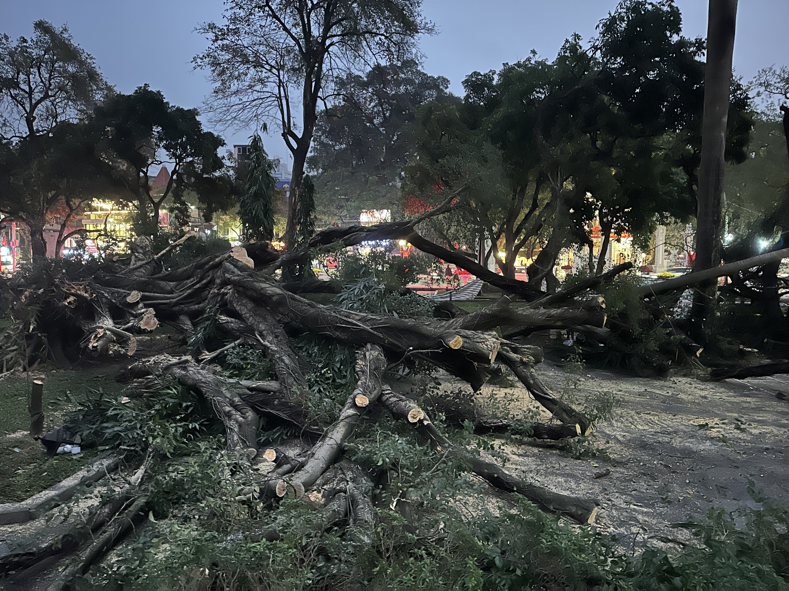 Hà Nội: Khẩn trương khắc phục sự cố cây đổ tại vườn hoa Lý Tự Trọng- Ảnh 1.