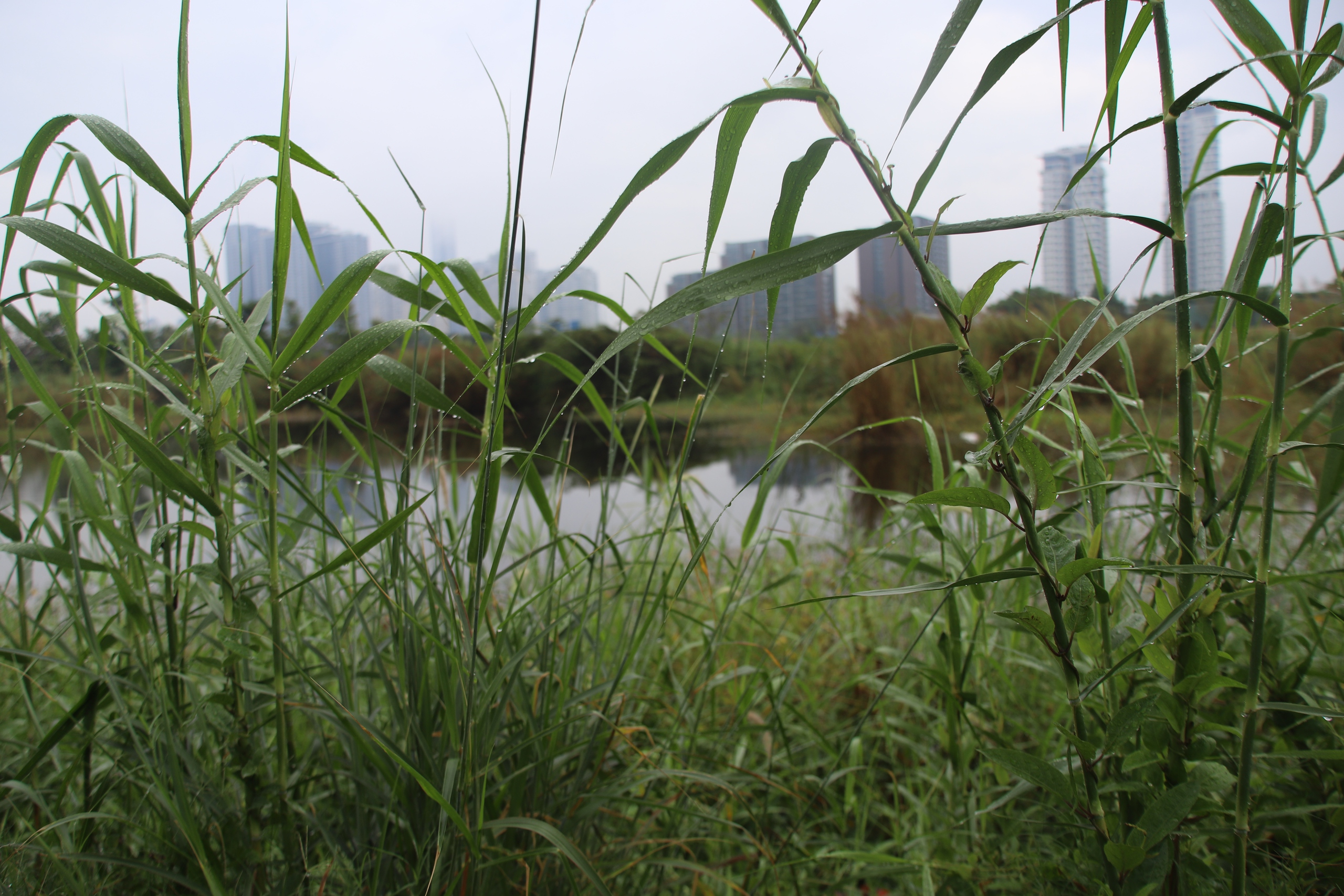 Cận cảnh khu đất vàng được đề xuất xây tháp 99 tầng cao nhất Việt Nam- Ảnh 8.