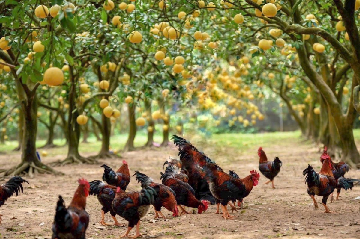 HADICO hướng tới nông nghiệp sinh thái, công nghệ cao và bền vững- Ảnh 3. HADICO hướng tới nông nghiệp sinh thái, công nghệ cao và bền vững- Ảnh 3.