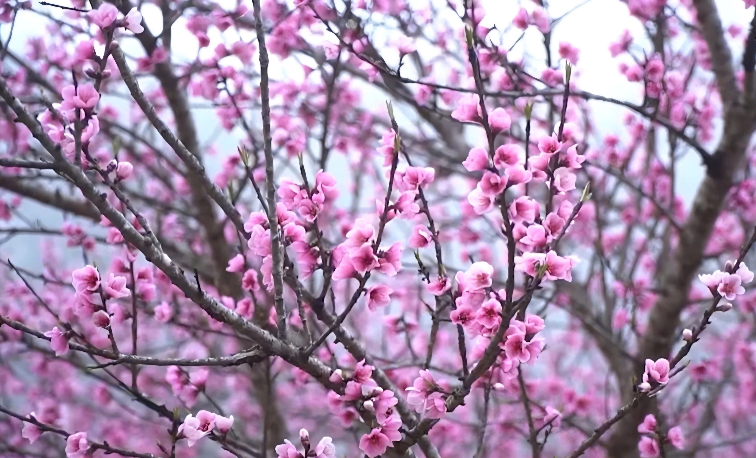 Độc đ&aacute;o phi&ecirc;n chợ v&ugrave;ng cao Sin Suối Hồ h&uacute;t kh&aacute;ch du lịch- Ảnh 4.