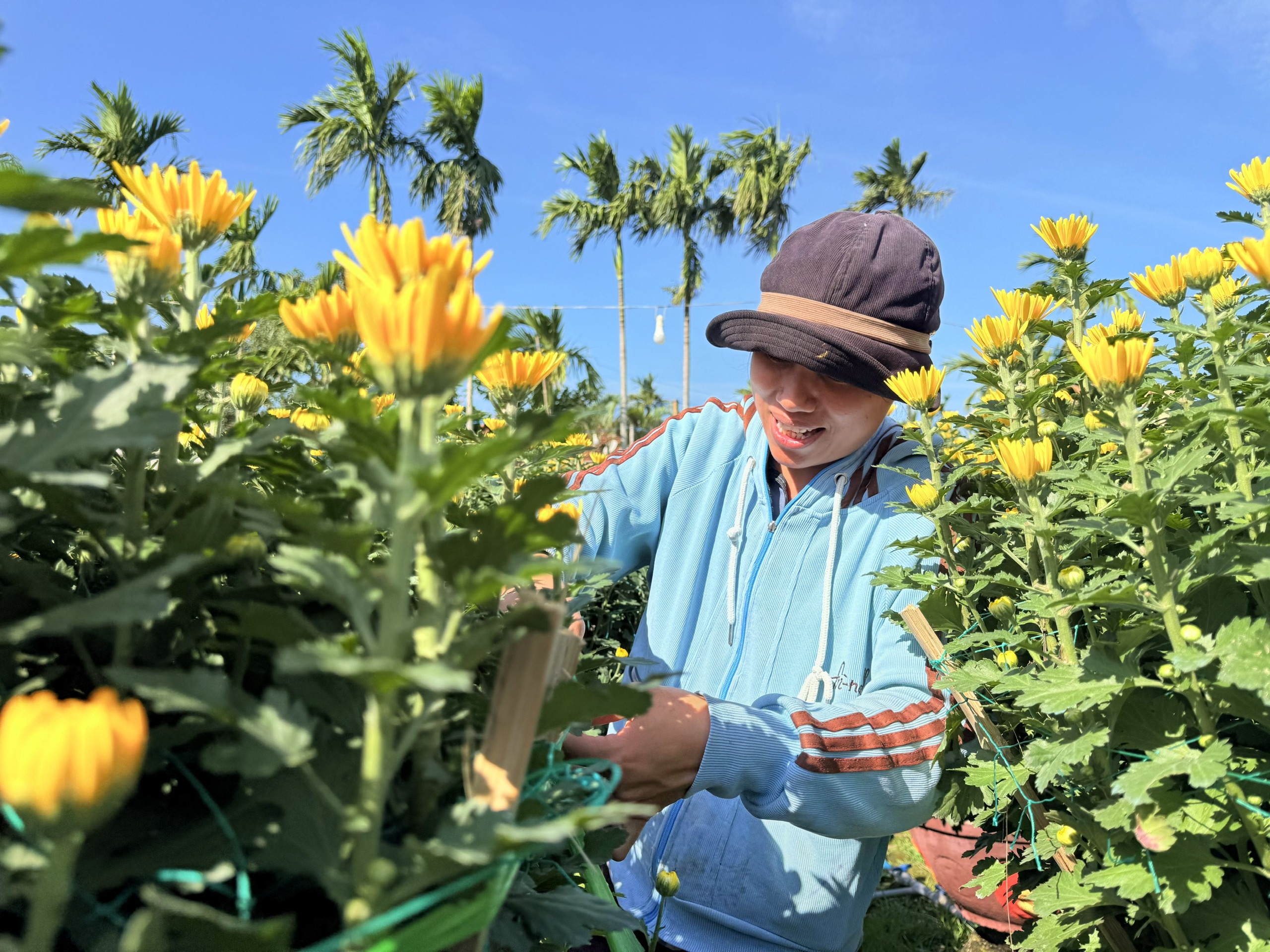 Cận cảnh l&agrave;ng hoa c&uacute;c lớn nhất miền Trung rộn r&agrave;ng ng&agrave;y cận Tết- Ảnh 3.