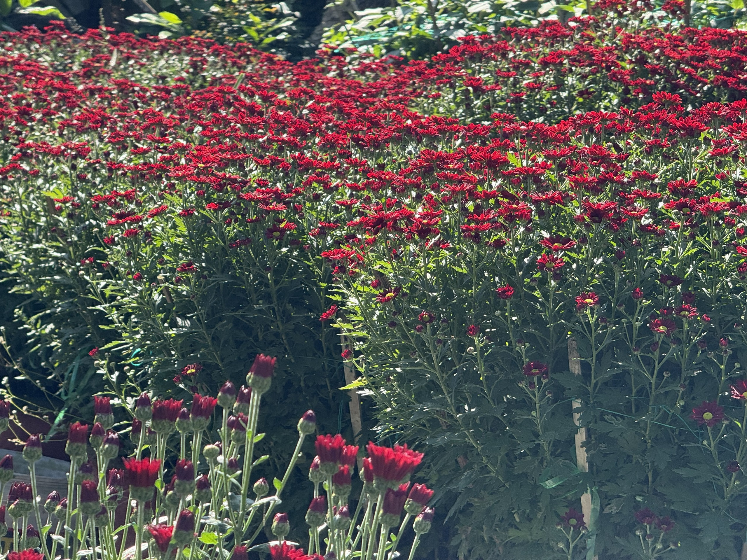 Cận cảnh l&agrave;ng hoa c&uacute;c lớn nhất miền Trung rộn r&agrave;ng ng&agrave;y cận Tết- Ảnh 8.