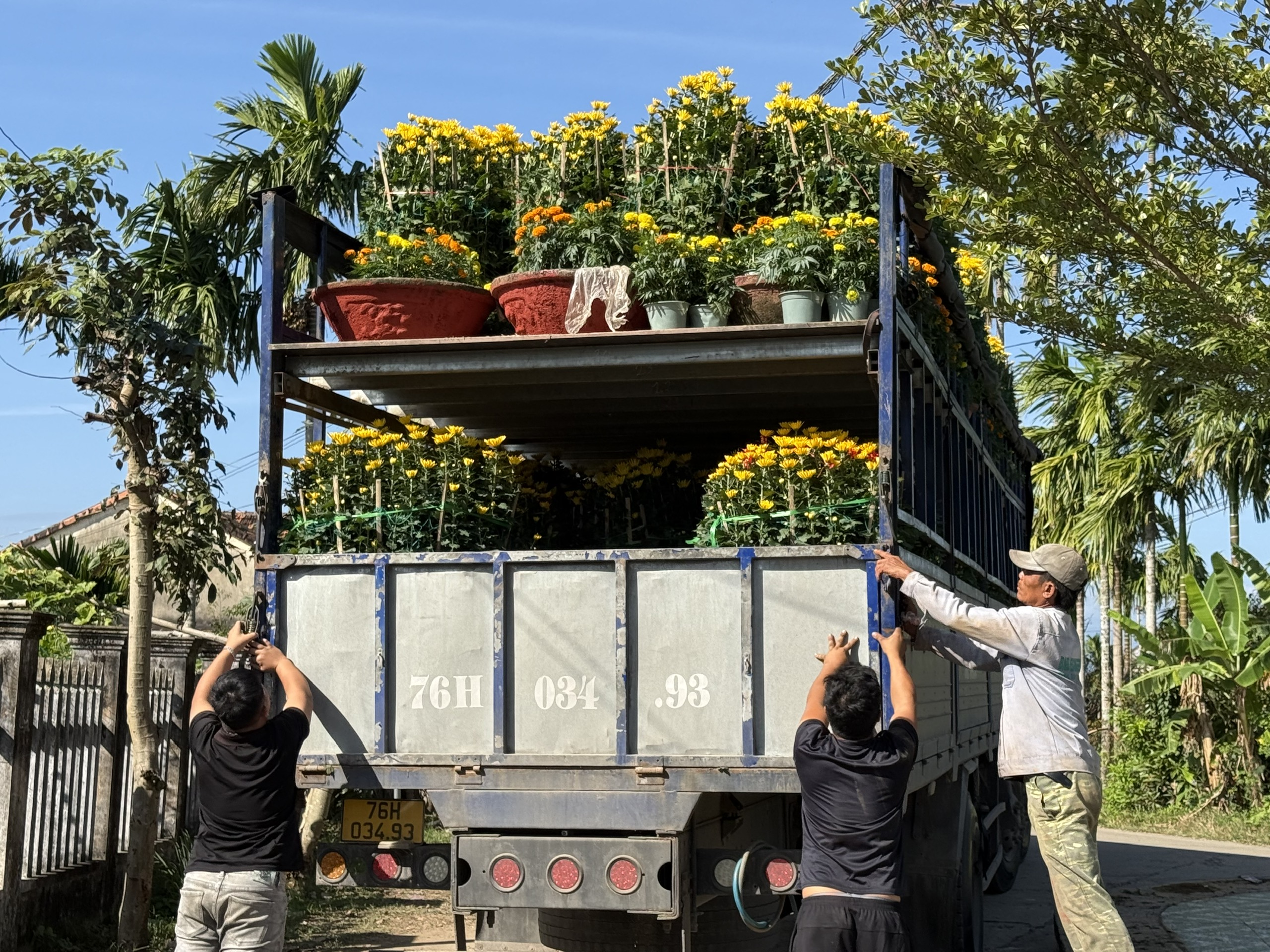 Cận cảnh l&agrave;ng hoa c&uacute;c lớn nhất miền Trung rộn r&agrave;ng ng&agrave;y cận Tết- Ảnh 4.