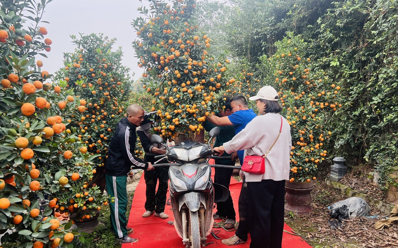 H&agrave; Nội: L&agrave;ng đ&agrave;o Nhật T&acirc;n, quất Tứ Li&ecirc;n tất bật đ&oacute;n kh&aacute;ch