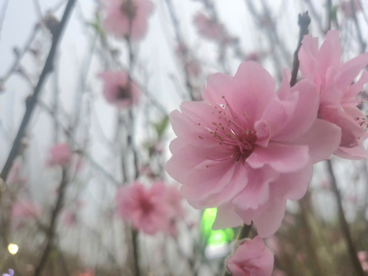 Ấn tượng chương tr&igrave;nh khai mạc lễ hội hoa đ&agrave;o Xứ Lạng 2026- Ảnh 13.