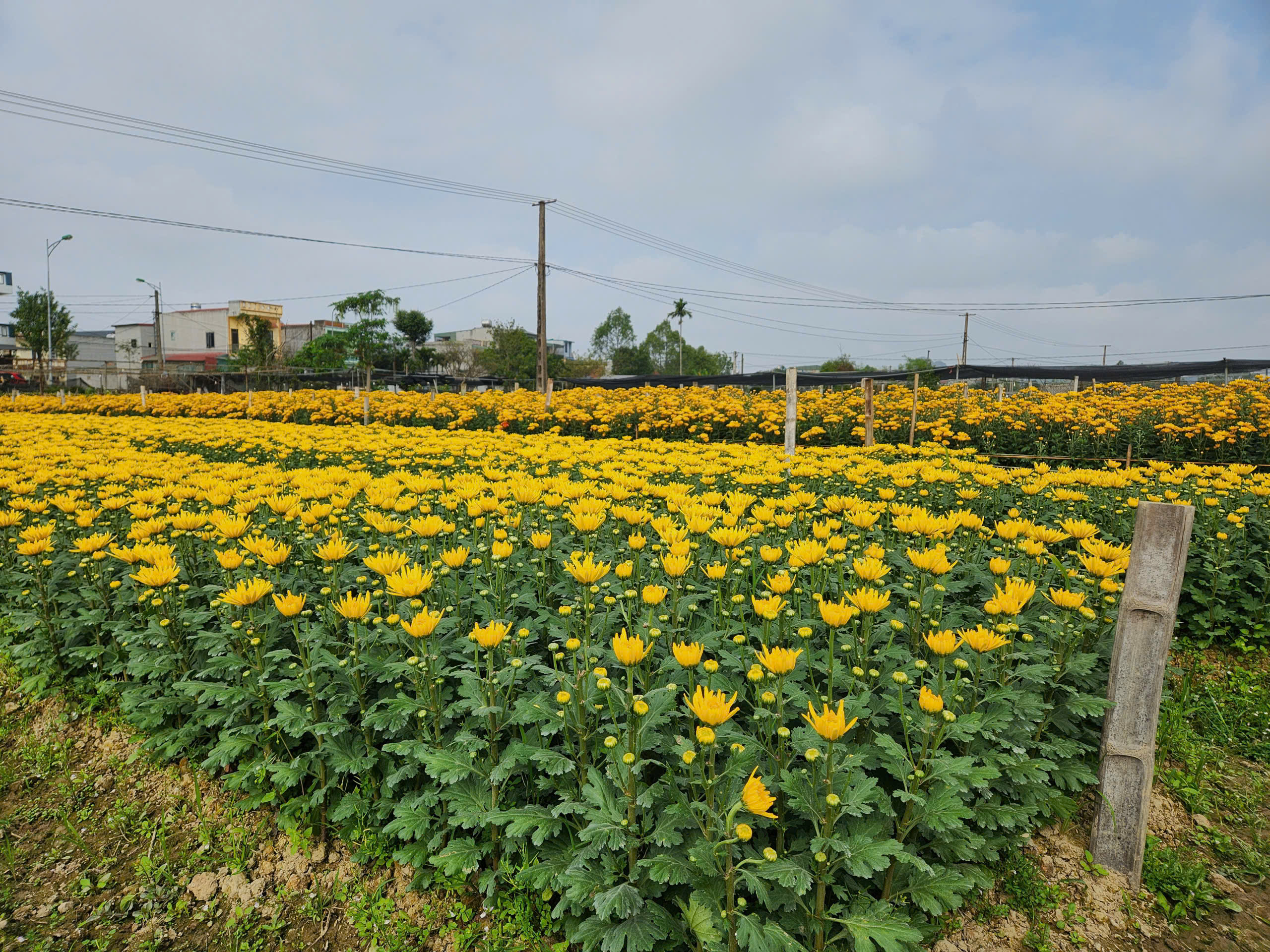 L&agrave;ng hoa nổi tiếng ở Thanh H&oacute;a hồi sinh sau trận lụt lịch sử, sẵn s&agrave;ng phục vụ Tết- Ảnh 7.