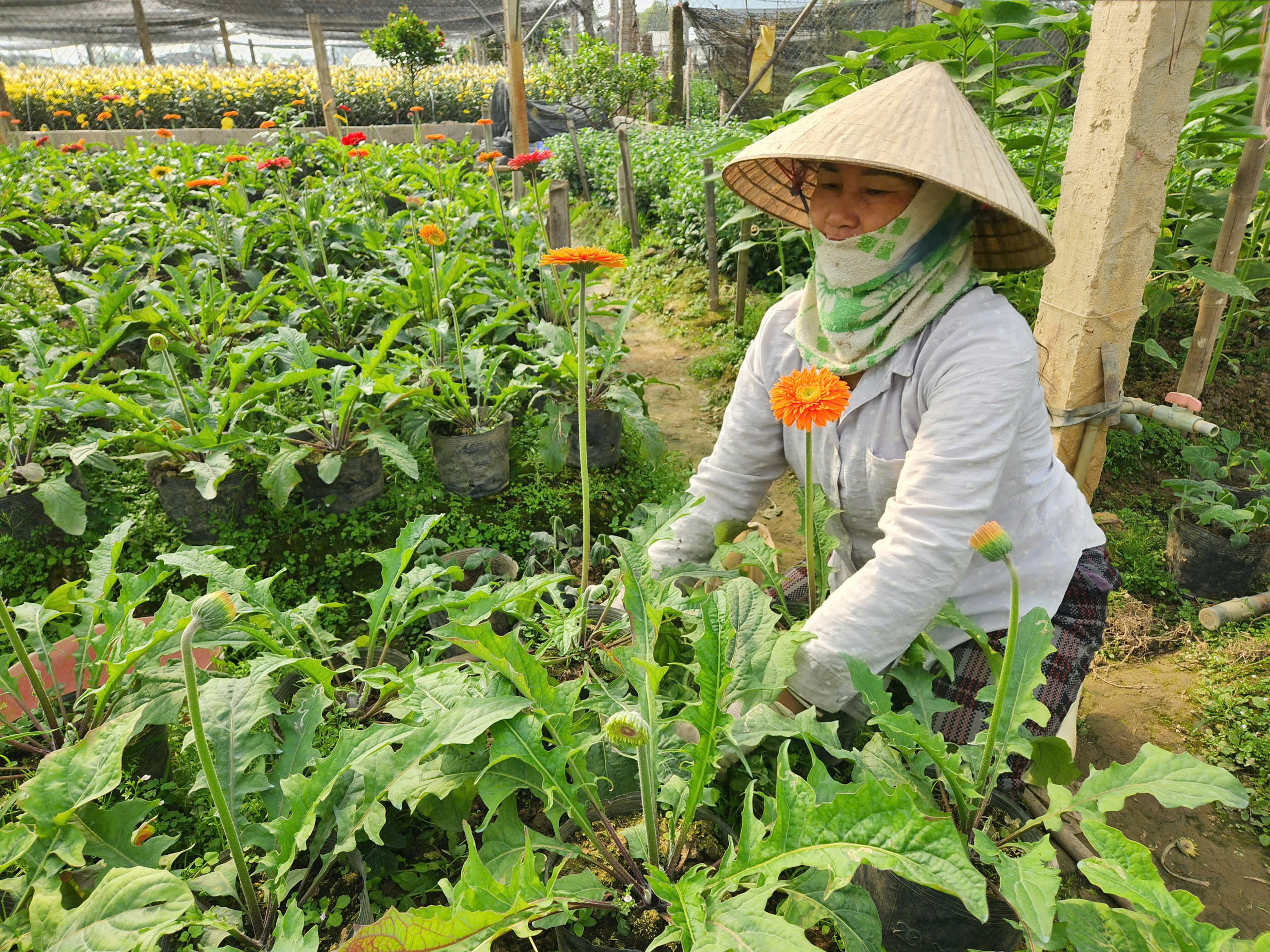 L&agrave;ng hoa nổi tiếng ở Thanh H&oacute;a hồi sinh sau trận lụt lịch sử, sẵn s&agrave;ng phục vụ Tết- Ảnh 12.