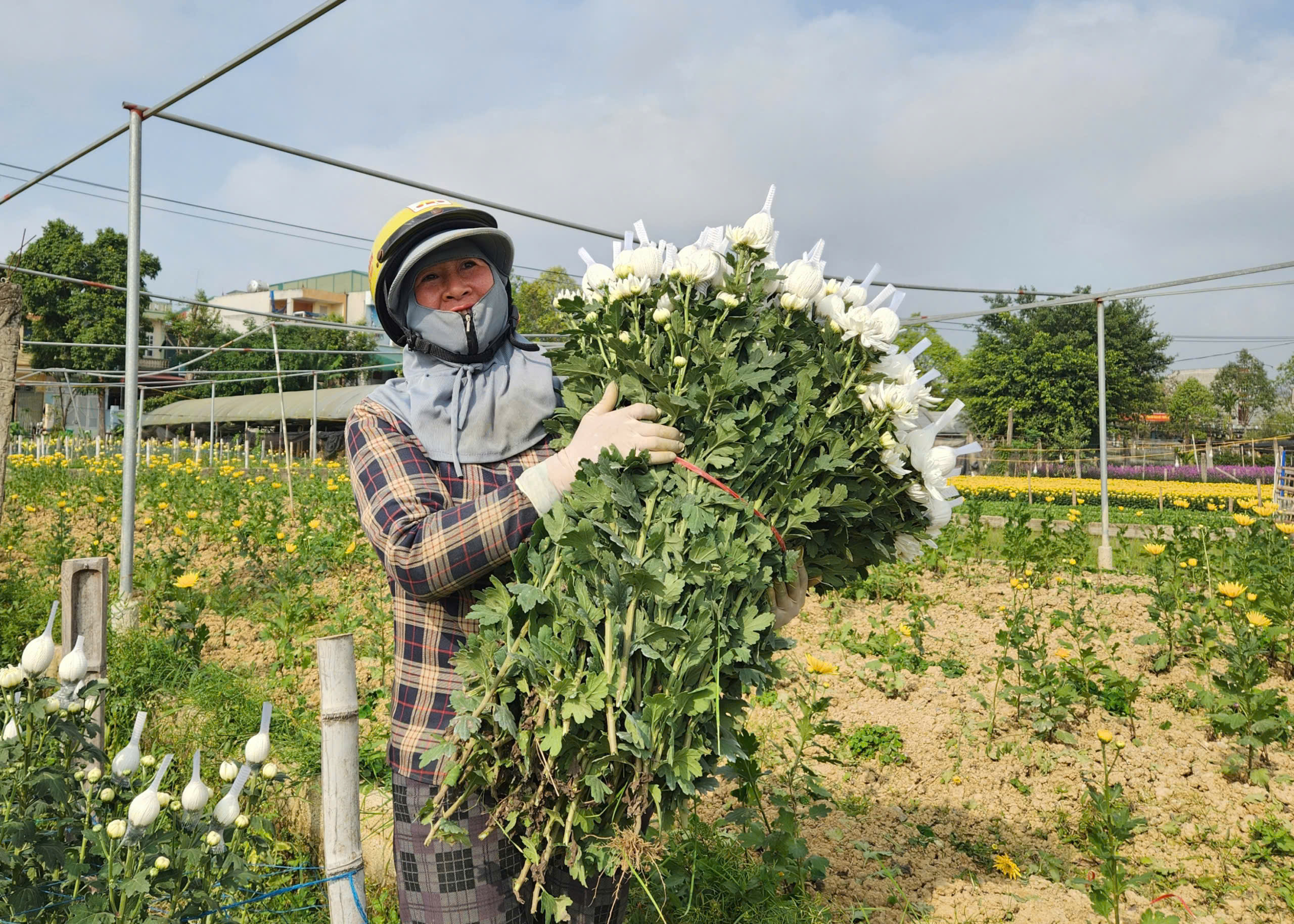 L&agrave;ng hoa nổi tiếng ở Thanh H&oacute;a hồi sinh sau trận lụt lịch sử, sẵn s&agrave;ng phục vụ Tết- Ảnh 10.