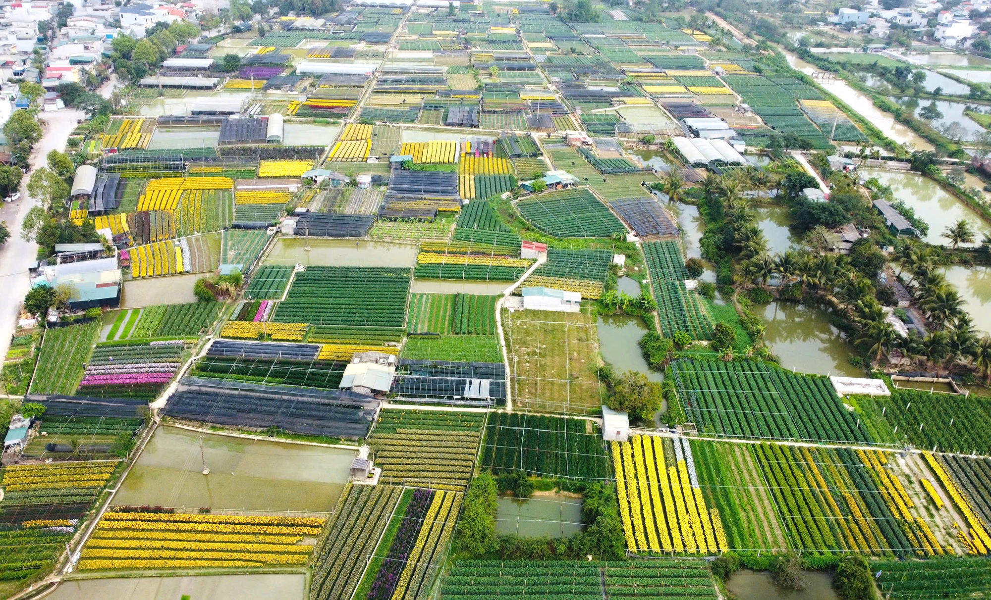 L&agrave;ng hoa nổi tiếng ở Thanh H&oacute;a hồi sinh sau trận lụt lịch sử, sẵn s&agrave;ng phục vụ Tết- Ảnh 1.