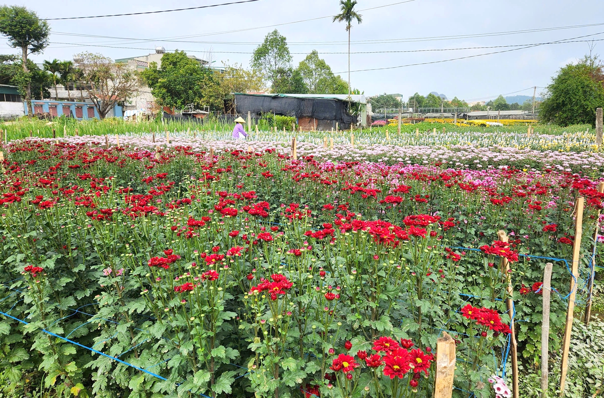 L&agrave;ng hoa nổi tiếng ở Thanh H&oacute;a hồi sinh sau trận lụt lịch sử, sẵn s&agrave;ng phục vụ Tết- Ảnh 4.
