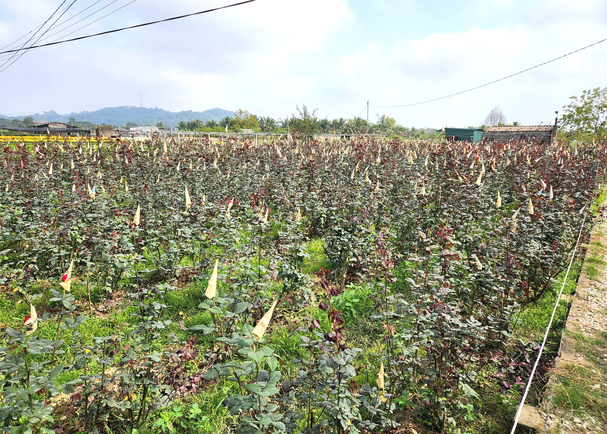 L&agrave;ng hoa nổi tiếng ở Thanh H&oacute;a hồi sinh sau trận lụt lịch sử, sẵn s&agrave;ng phục vụ Tết- Ảnh 8.