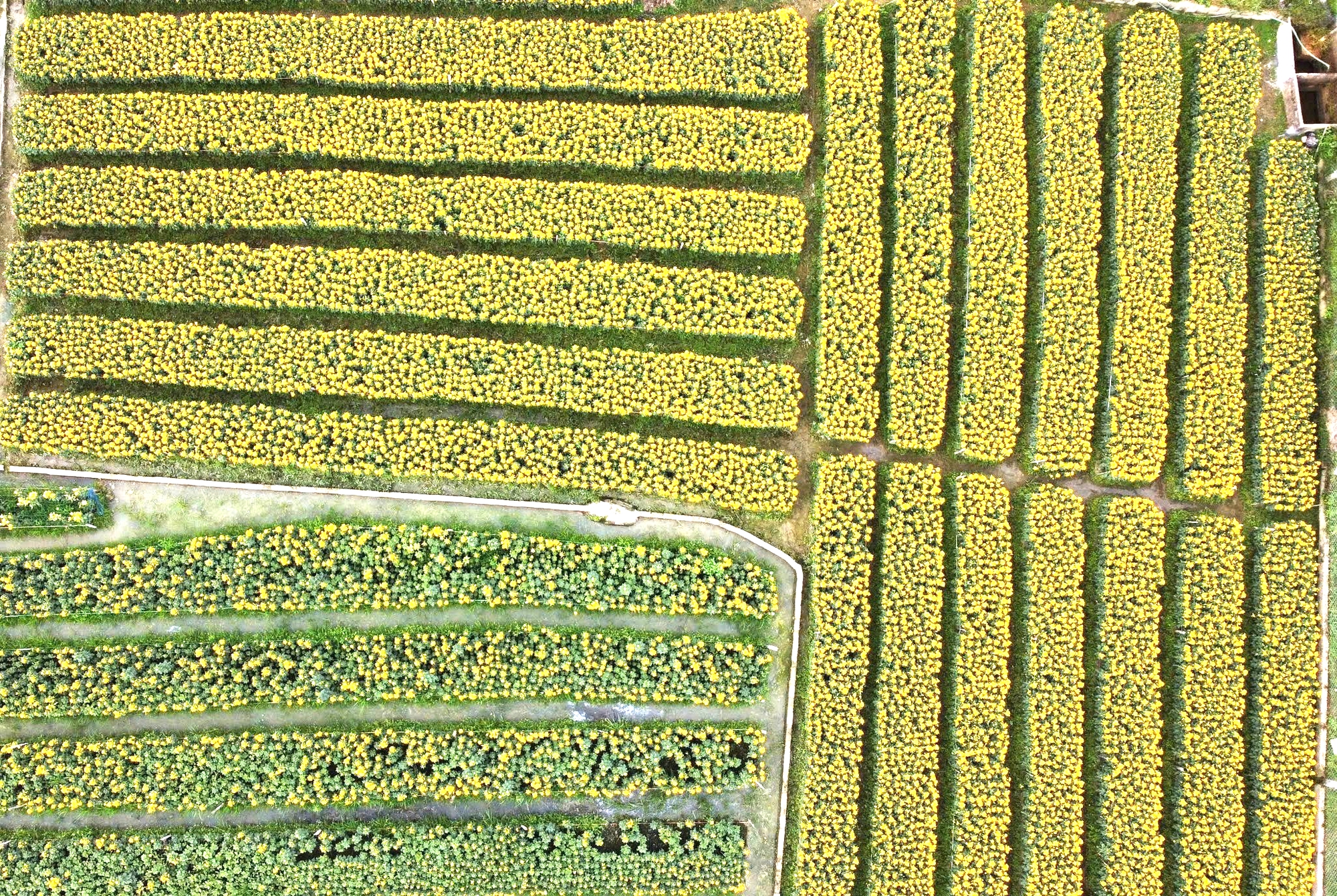 L&agrave;ng hoa nổi tiếng ở Thanh H&oacute;a hồi sinh sau trận lụt lịch sử, sẵn s&agrave;ng phục vụ Tết- Ảnh 9.