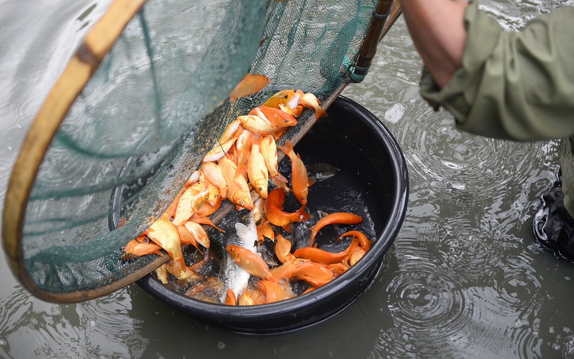 Thủ phủ c&aacute; ch&eacute;p ở Thanh H&oacute;a 'ch&aacute;y h&agrave;ng' trước ng&agrave;y &ocirc;ng C&ocirc;ng, &ocirc;ng T&aacute;o