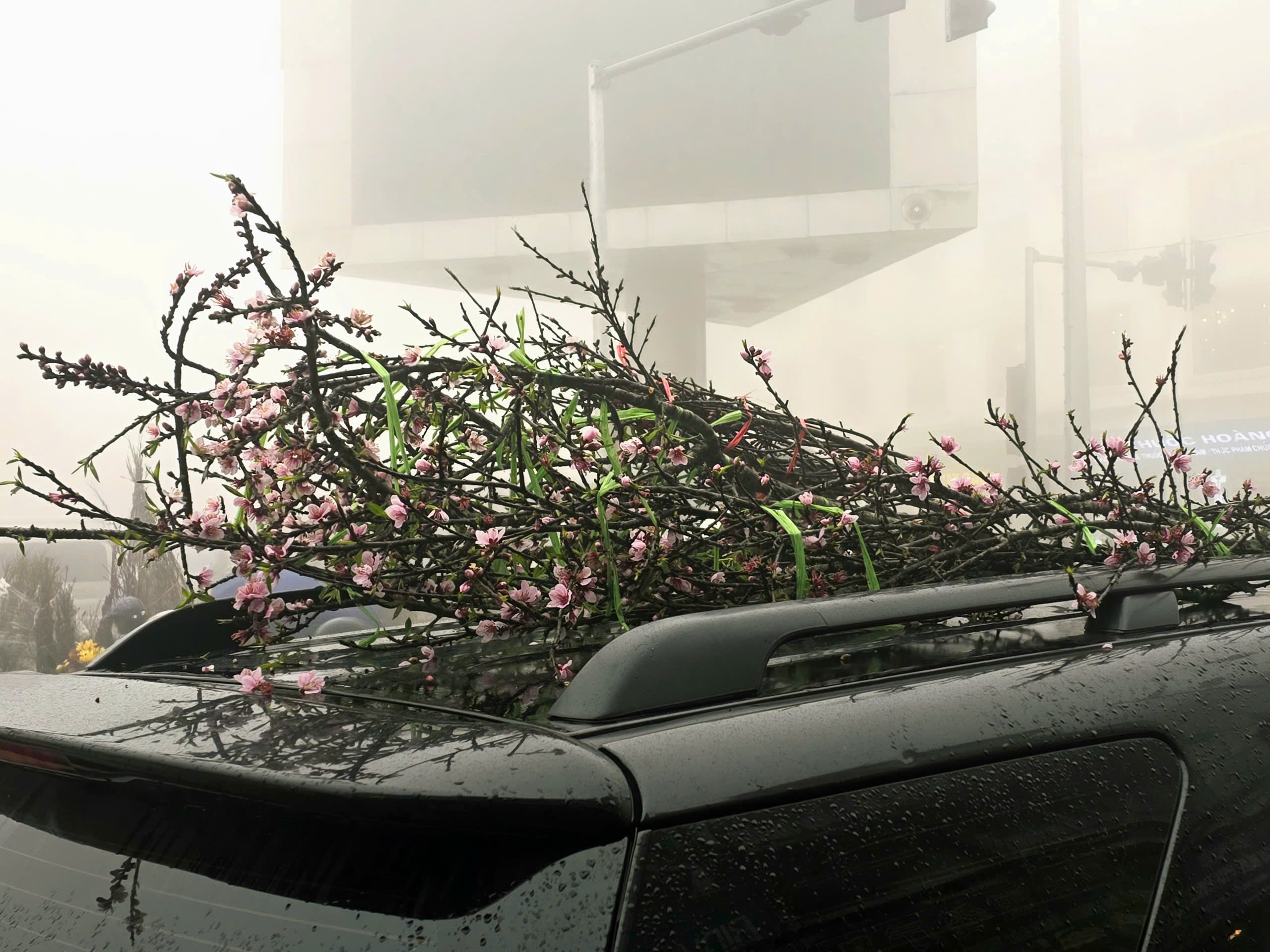 Đ&agrave;o rừng, nhất chi mai ở Sa Pa nhộn nhịp xuống phố- Ảnh 19.