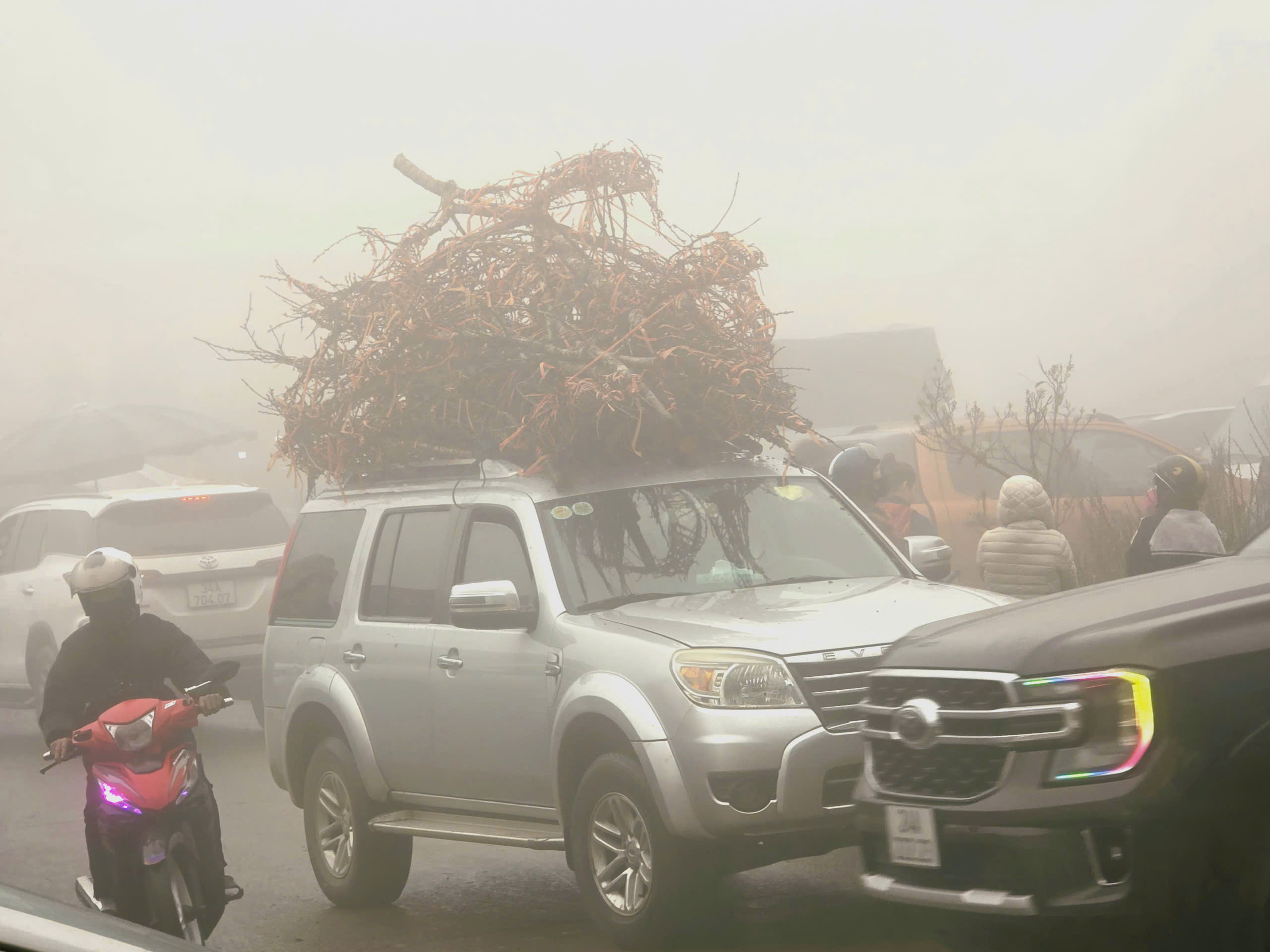 Đ&agrave;o rừng, nhất chi mai ở Sa Pa nhộn nhịp xuống phố- Ảnh 20.