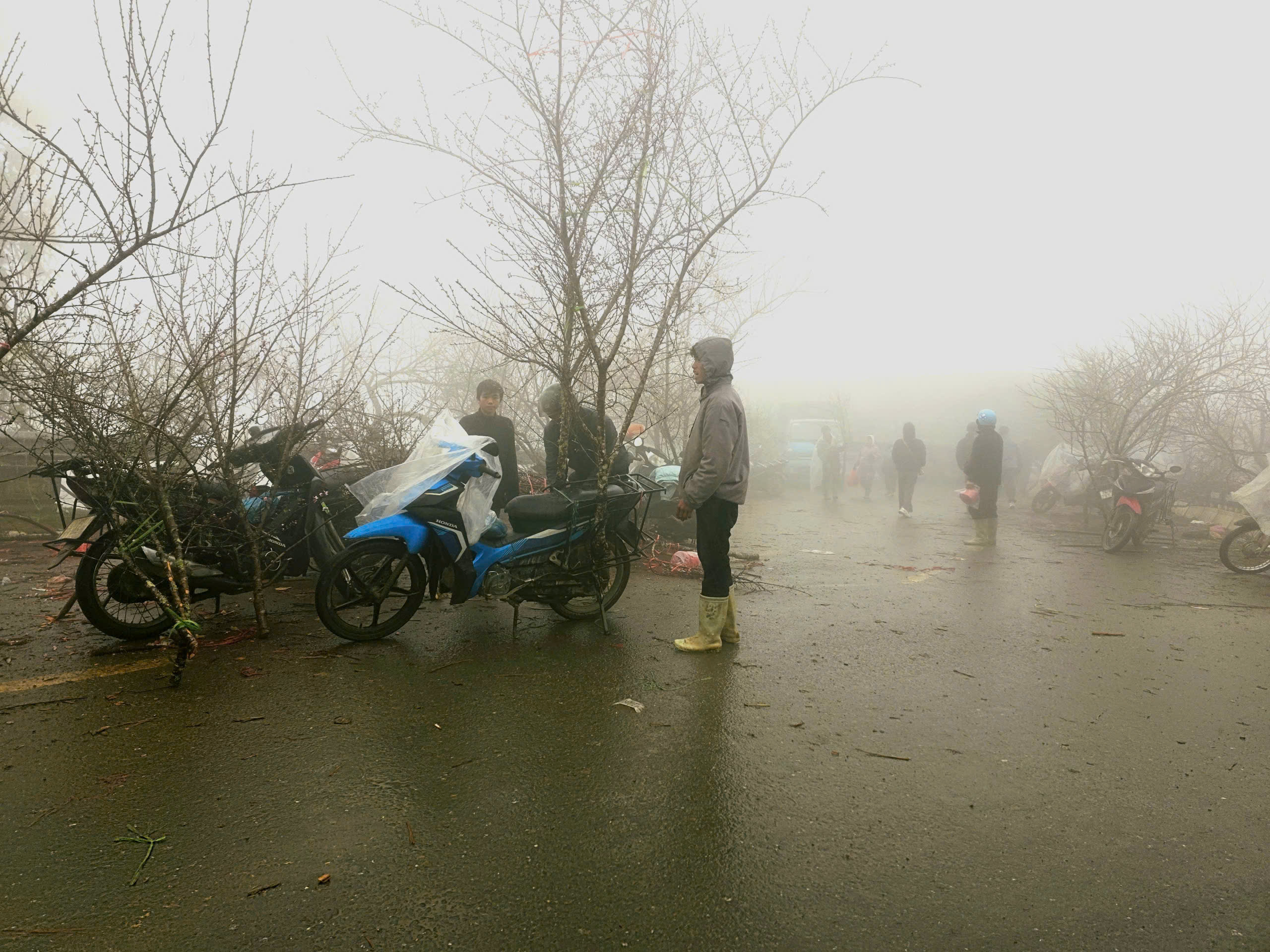 Đ&agrave;o rừng, nhất chi mai ở Sa Pa nhộn nhịp xuống phố- Ảnh 3.