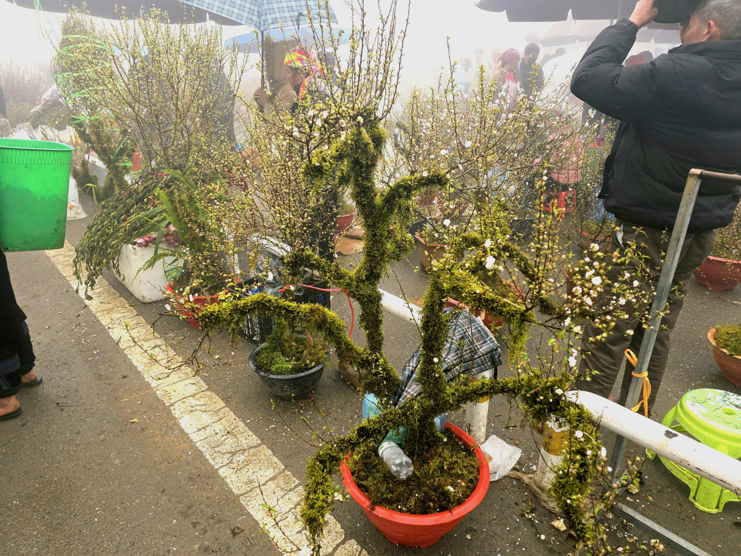 Đ&agrave;o rừng, nhất chi mai ở Sa Pa nhộn nhịp xuống phố- Ảnh 14.