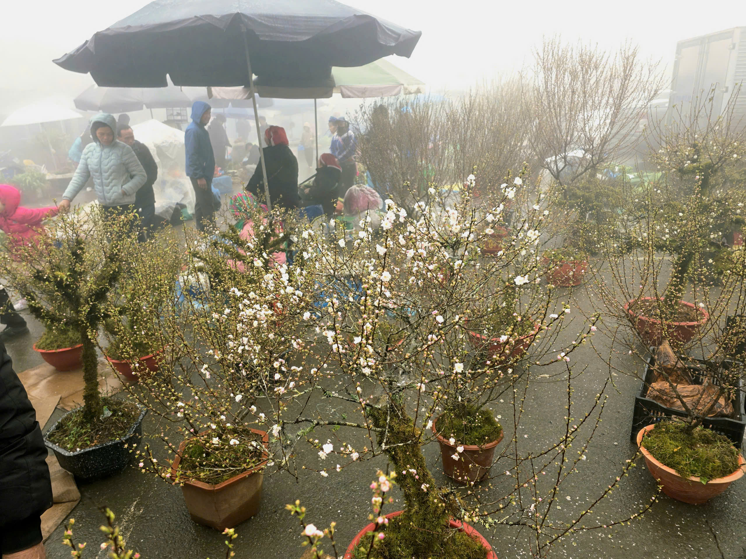 Đ&agrave;o rừng, nhất chi mai ở Sa Pa nhộn nhịp xuống phố- Ảnh 15.