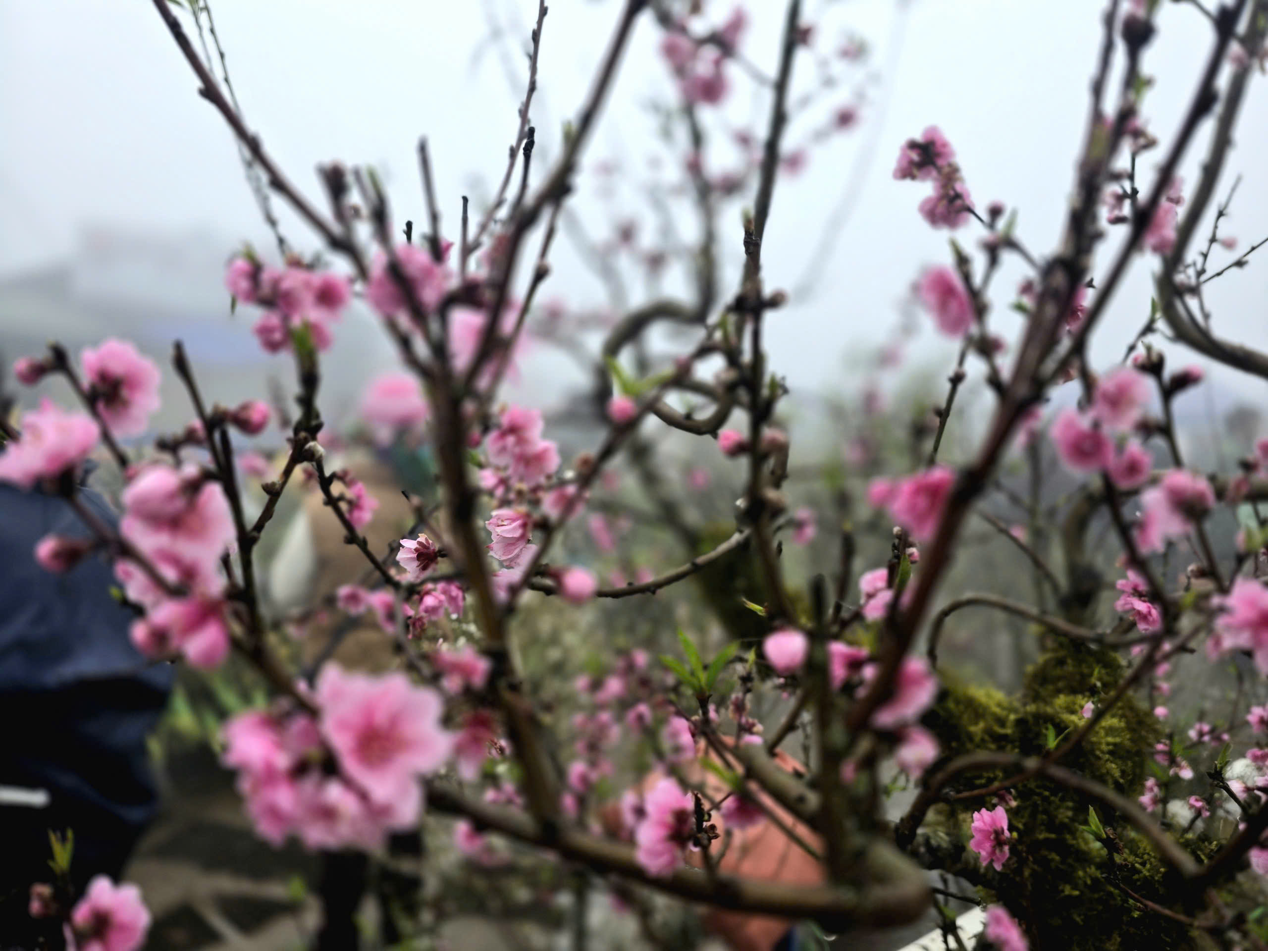 Đ&agrave;o rừng, nhất chi mai ở Sa Pa nhộn nhịp xuống phố- Ảnh 5.