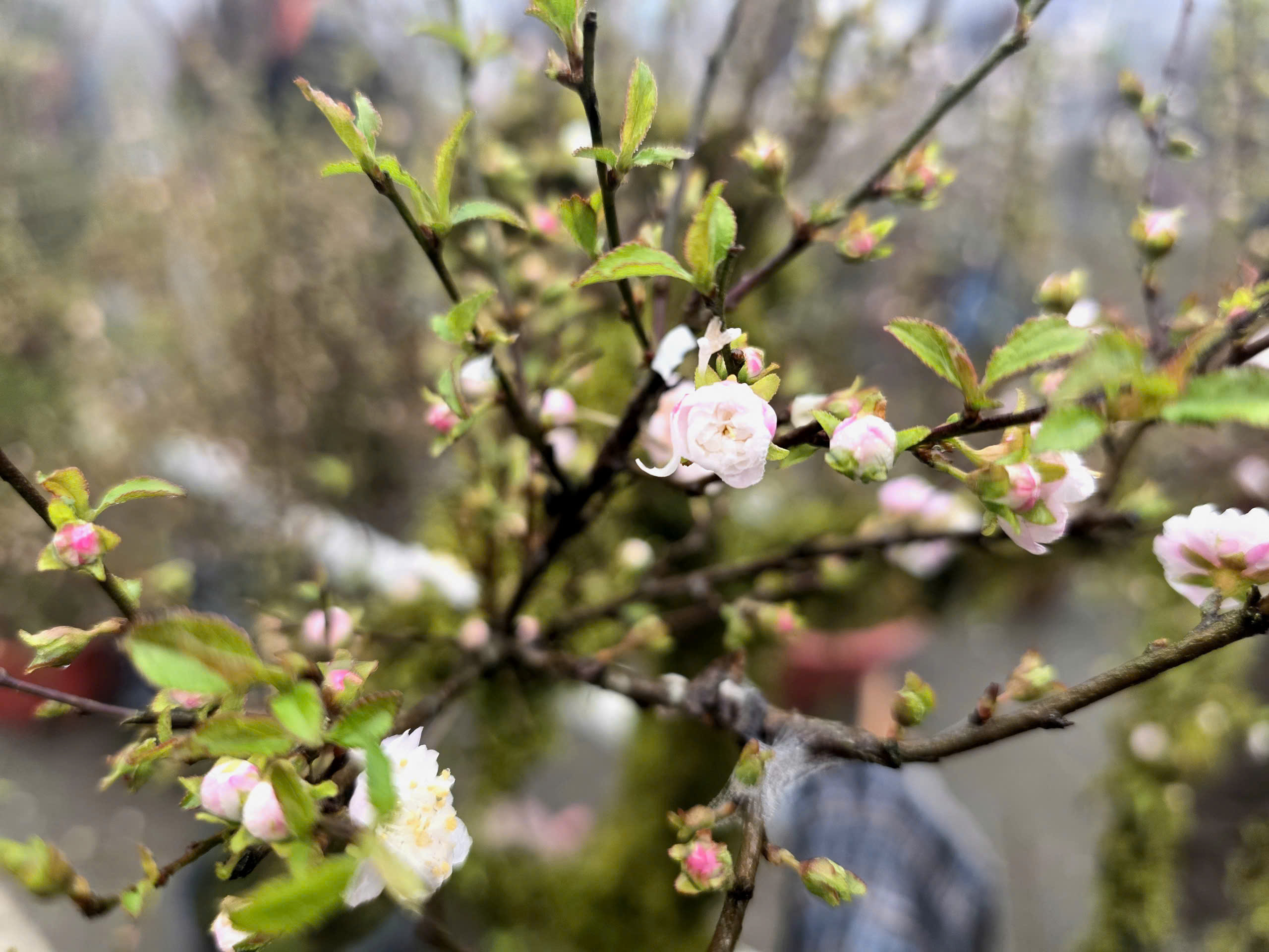 Đ&agrave;o rừng, nhất chi mai ở Sa Pa nhộn nhịp xuống phố- Ảnh 16.