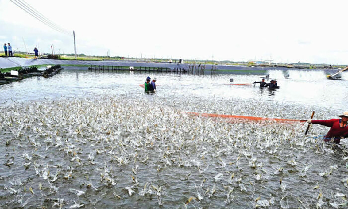 Cần Thơ thực hiện dự án gần 1.000 tỷ đồng nâng cấp hạ tầng cho ngành thủy sản- Ảnh 2. Cần Thơ thực hiện dự án gần 1.000 tỷ đồng nâng cấp hạ tầng cho ngành thủy sản- Ảnh 2.