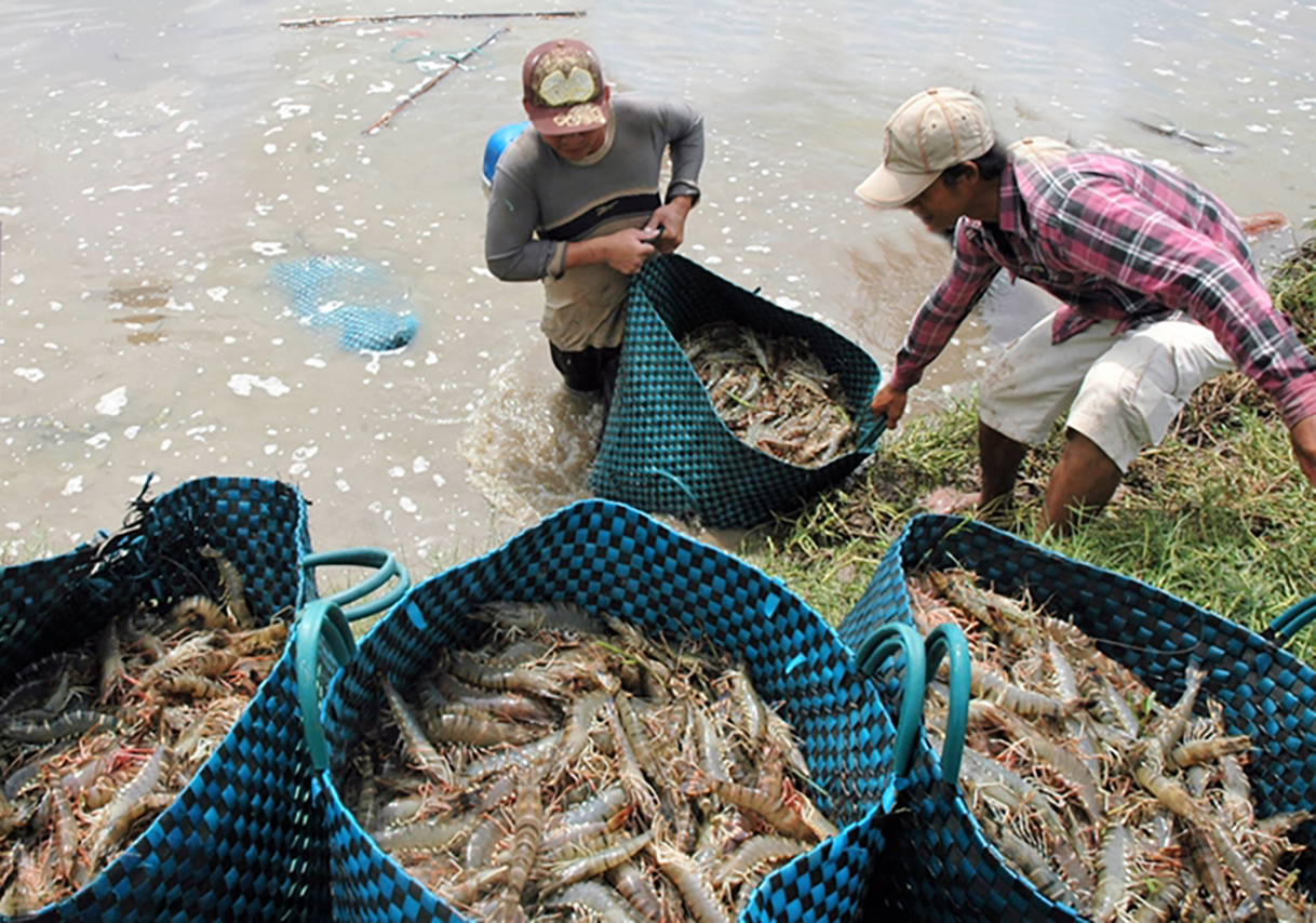 Cần Thơ thực hiện dự án gần 1.000 tỷ đồng nâng cấp hạ tầng cho ngành thủy sản- Ảnh 4. Cần Thơ thực hiện dự án gần 1.000 tỷ đồng nâng cấp hạ tầng cho ngành thủy sản- Ảnh 4.