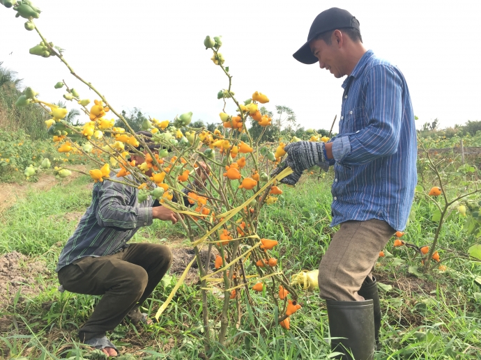 Hình 6  Công phu tạo dáng kiểng dư