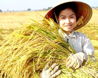 Nếp cái hoa vàng.Ảnh minh họa