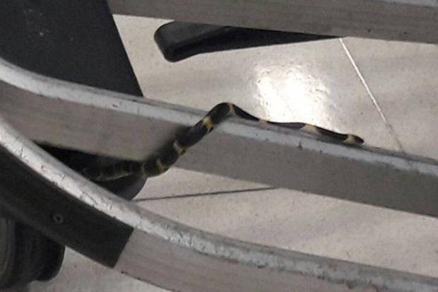 Hình ảnh con rắn trên xe đẩy hành lí tại sân bay S