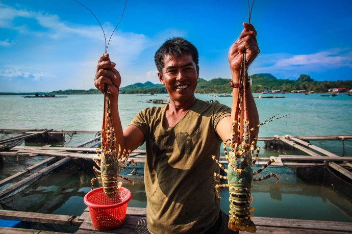 Tôm hùm được nuôi ở đảo Bình Ba