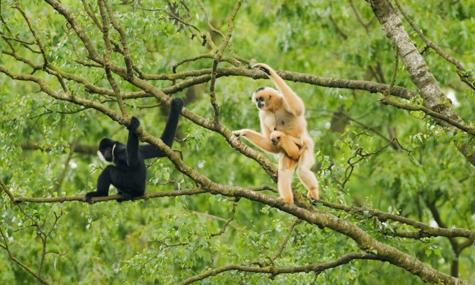 pair_northern_white-cheeked_gibbons_