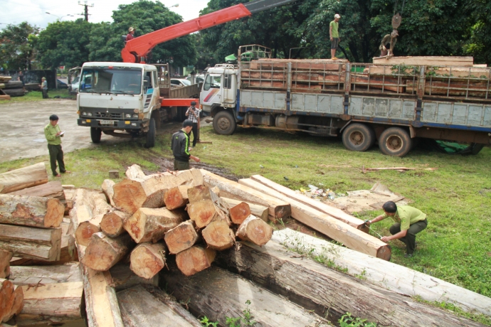 lực lượng chức năng kiểm đếm gỗ lậu