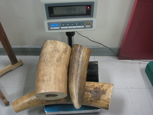 HQSB - vu 43,5kg nga voi (4)