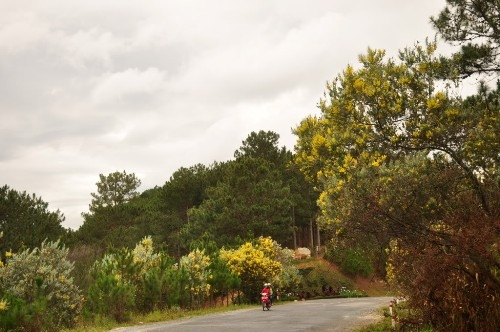 deo-mimosa-dalat