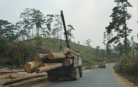Kinh hoàng hơn tại km 116, huyện Đam Rông, bãi gôc tập kết nghênh ngang bên đường. Các loại xe chở gỗ vô tư chất gỗ quá khổ quá tải trên mặt đường, giữa ban ngày liên tục có nhiều người đi qua lại chứng kiến