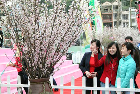 Du khách tham quan tại Lễ hội hoa anh đào 2013