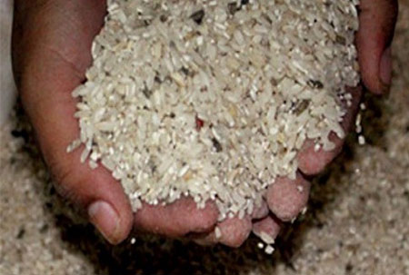 Mẫu gạo được cho đã bị nhiếm độc tố Aflatoxin