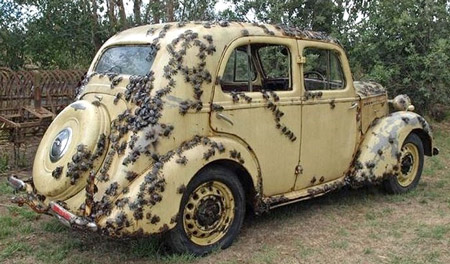 Kinh dị chiếc xe độ hàng loạt các loài côn trùng rợn người bò lổn ngổn khắp thân xe.