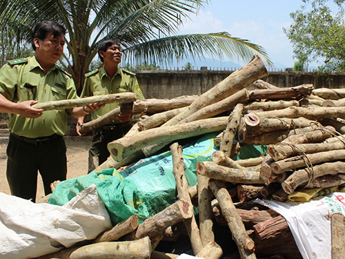 Những khúc gỗ trắc non được lực lượng kiểm lâm huyện Vạn Ninh thu giữ