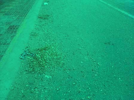 Đầy dăm bạch đàn rơi vãi ra đường, nguy cơ gây ra tai nạn cho các phương tiện khác