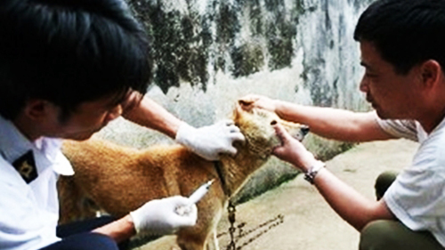 Tiêm phòng dại cho chó