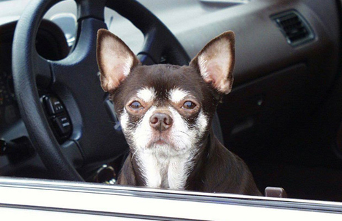 Ở Fort Thomas, Kentucky, luật không cho phép những chú chó quấy rầy xe hơi.