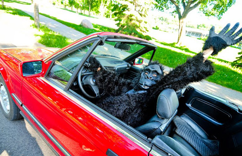 Khi ở Massachussetts, luật pháp không cho phép lái xe với một chú khỉ đột ở phía sau xe.