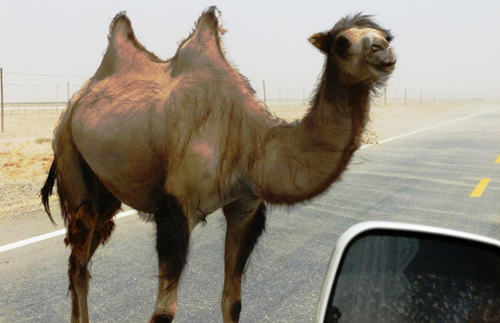 Tại Nevada, không được phép cưỡi lạc đà trên đường giao thông công cộng.