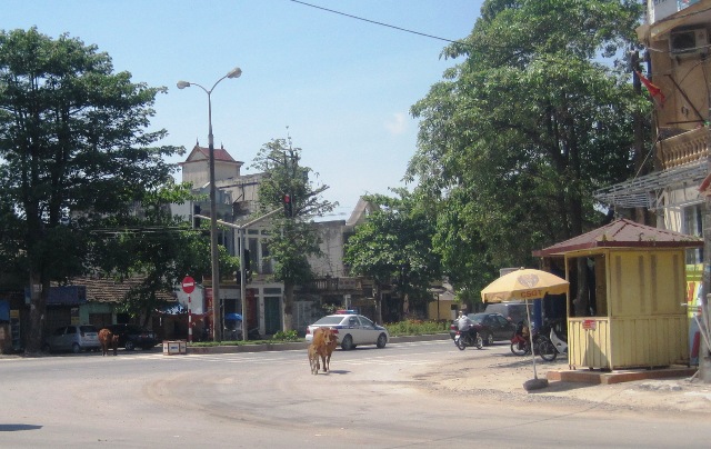 Đàn bò vẫn 