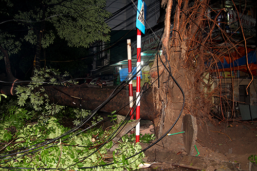 Một cây lớn trên đường Trần Khát Chân đổ bật cả gốc lẫn rễ trong trận mưa to.