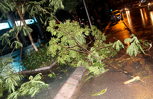 Trên đường Cầu Giấy, nhiều cành cây bị gãy vụn rơi xuống đường.