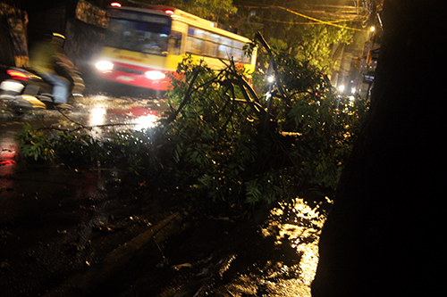 Trên đường Đê La Thành, một nửa thân cây cổ thụ đổ xuống che kín cả con đường, chỉ còn chừa lại một ít đường phía đối diện.