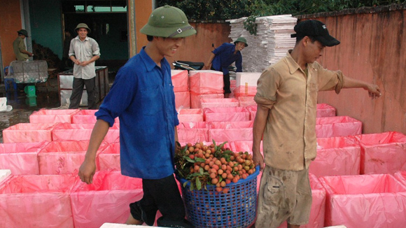 Người dân đang lo lắng trước thông tin cho rằng, vải Trung Quốc đang xâm nhập ngược trở lại thị trường Việt Nam