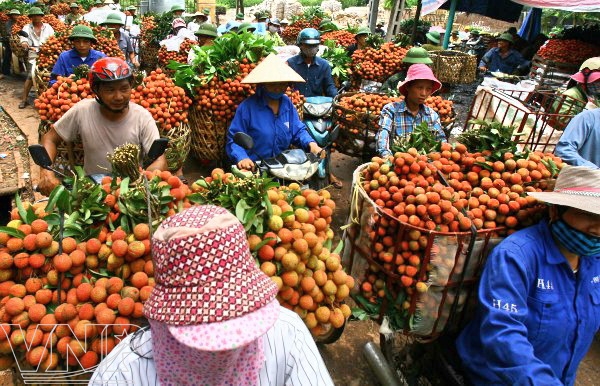 Giá vải thiều bán tại các tỉnh phía Nam còn cao hơn xuất sang Trung Quốc